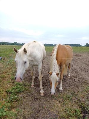 D. Stapel u. R.Stendel Ponyhof u.Fliesenleger