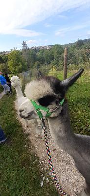 Zeller Fliesenfachgeschäft Dirk Zeller Fliesenlegermeister