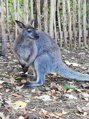 Andreas Schmitt der Fliesenleger in Speyer
