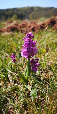 Marmor-Fliesen-Trapp GmbH