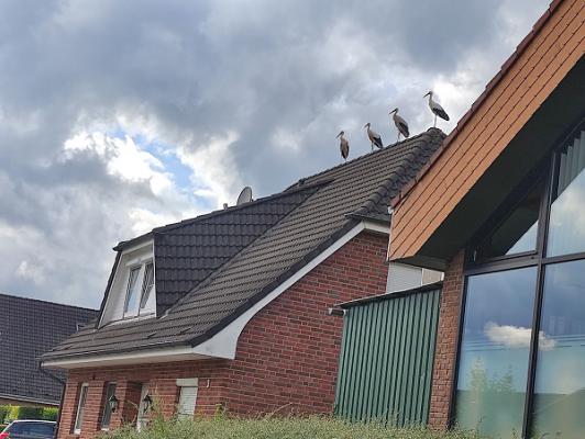 Fliesen Trends Hohenwestedt GmbH