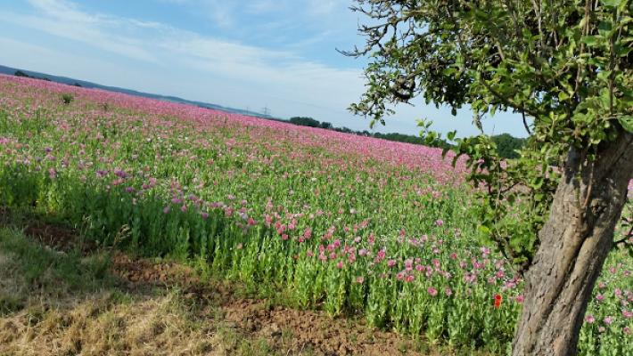 Steffen Werner Fliesenleger