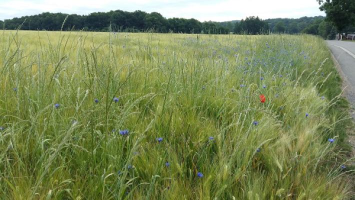 Nickel Andreas Fliesenlegermeister